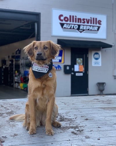 Collinsville Auto's mascot, Baylee, is seen sitting in front of the shop